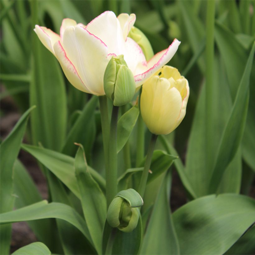 Tulipán multiflor Rosy bouquet (Porte)