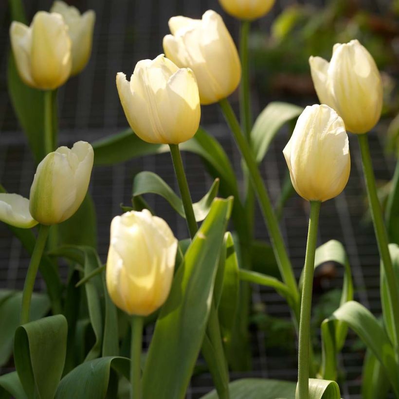 Tulipán simple de flor tardía Catherina (Floración)