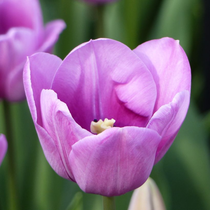 Tulipán simple de flor tardía Violet Beauty (Follaje)