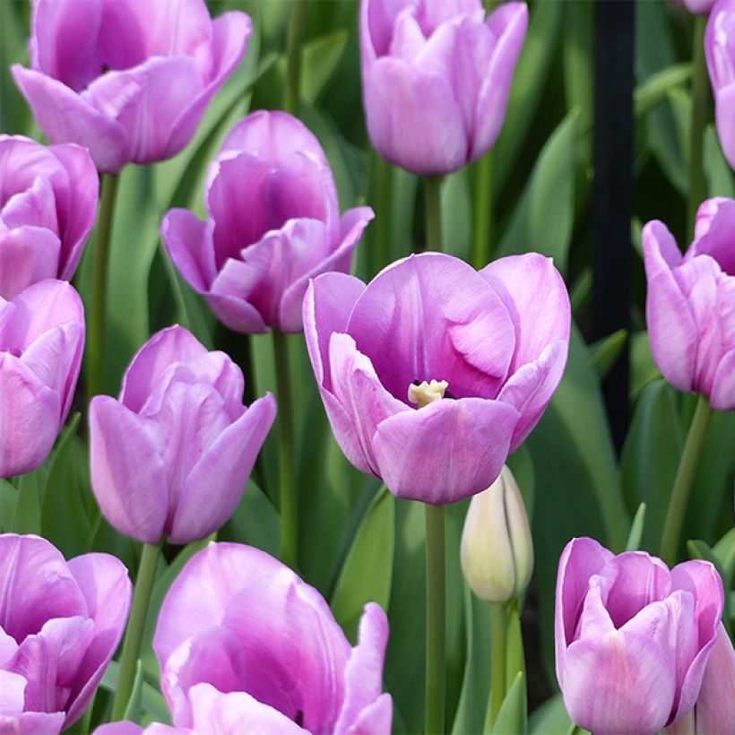 Tulipán simple de flor tardía Violet Beauty (Floración)