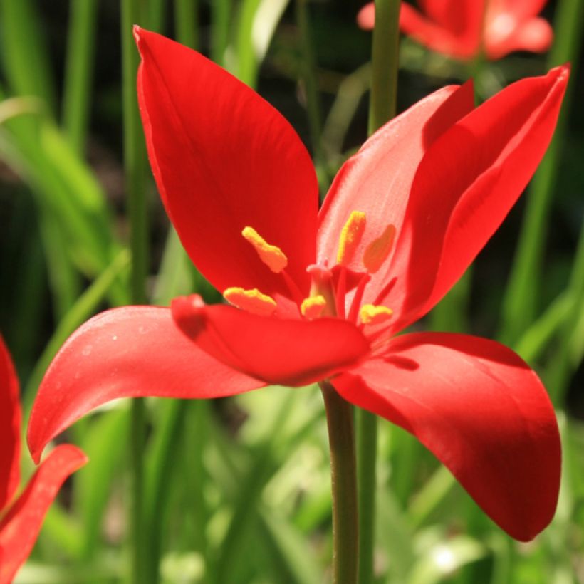 Tulipa sprengeri - Tulipan botánico (Floración)