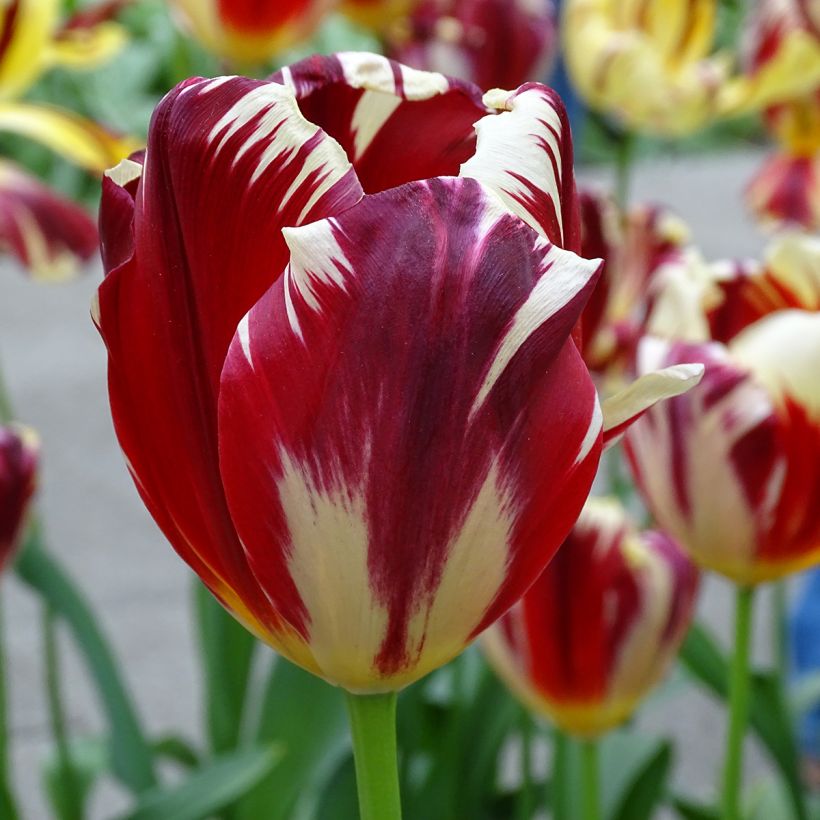 Tulipán Triunfo Grand Perfection (Floración)