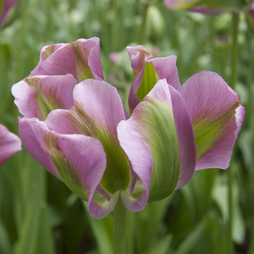 Tulipán Viridiflora Nightrider (Floración)