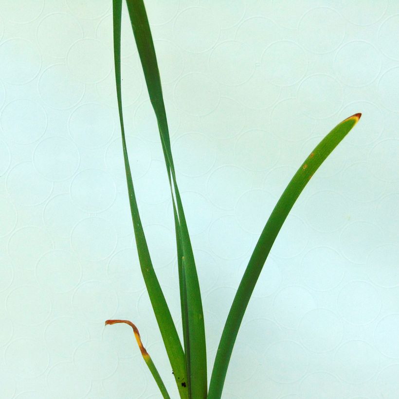 Typha latifolia - Espadaña (Follaje)