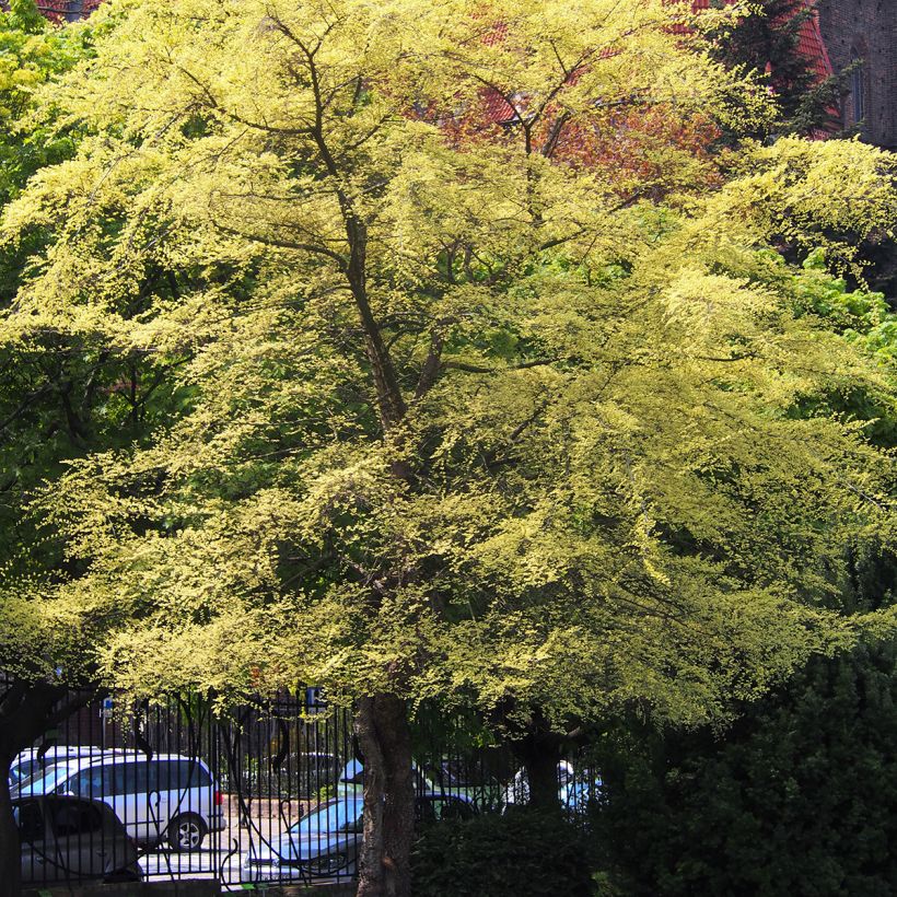 Ulmus parvifolia Geisha - Olmo (Porte)