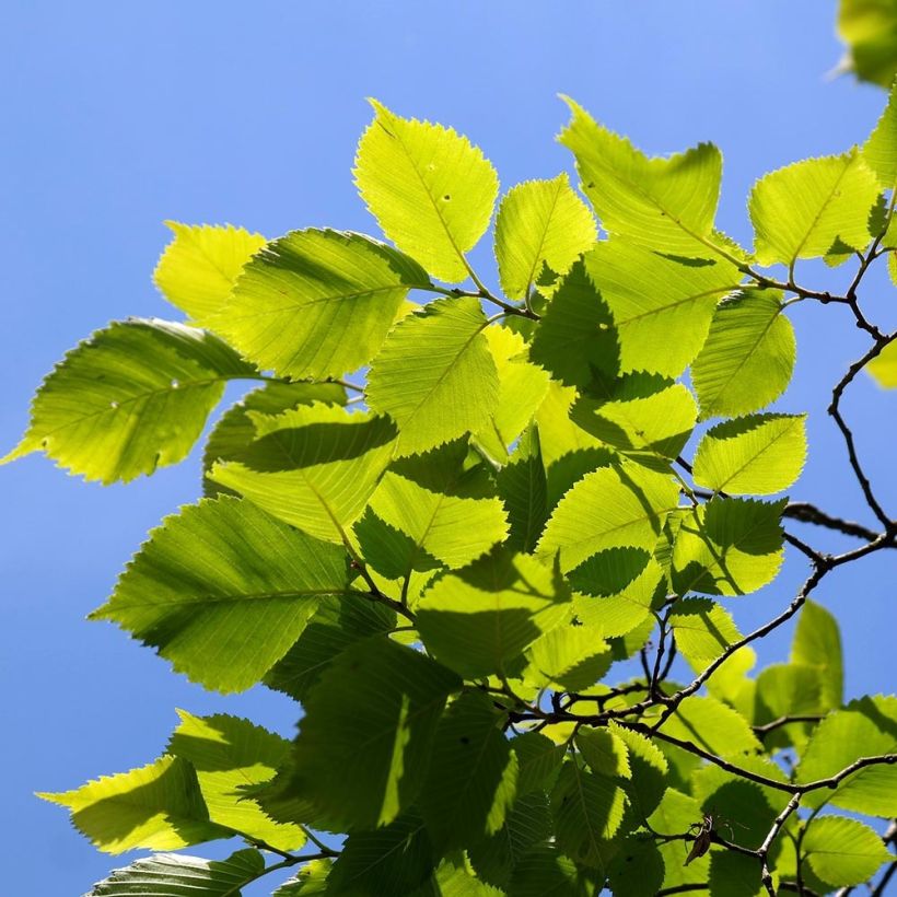 Ulmus carpinifolia Pendula - Olmo (Follaje)