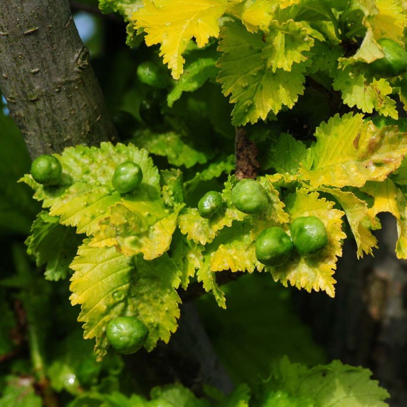 Ulmus hollandica Wredei - Olmo (Follaje)