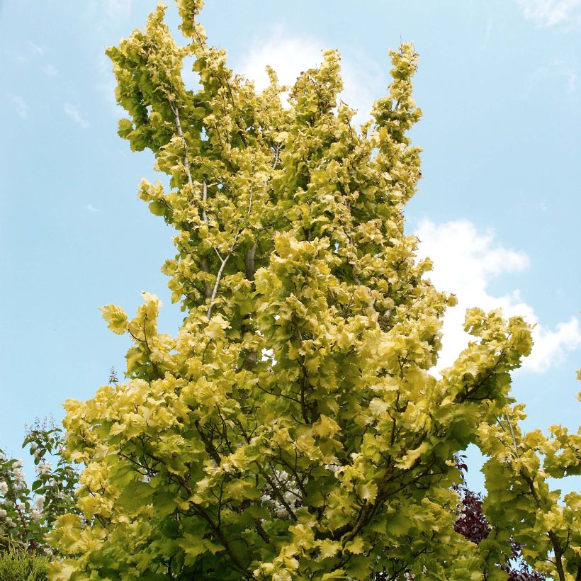 Ulmus hollandica Wredei - Olmo (Porte)