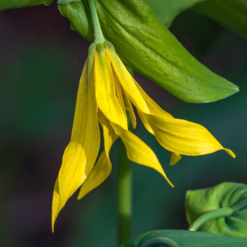 Uvularia grandiflora (Floración)