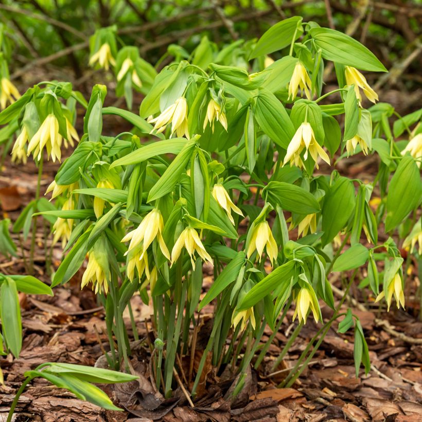 Uvularia grandiflora (Porte)