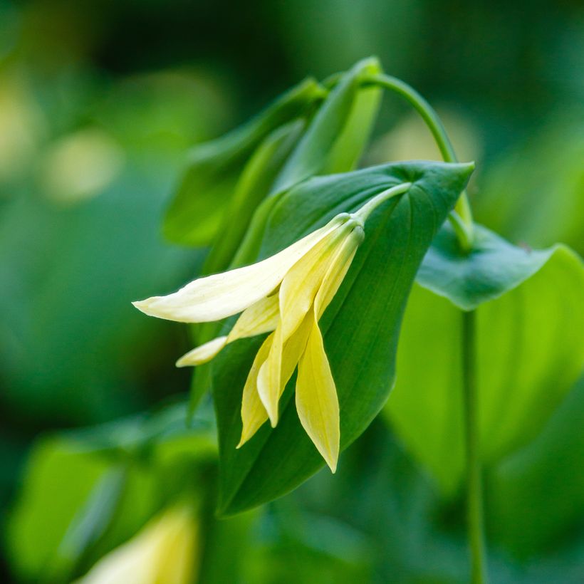 Uvularia grandiflora var. pallida (Floración)