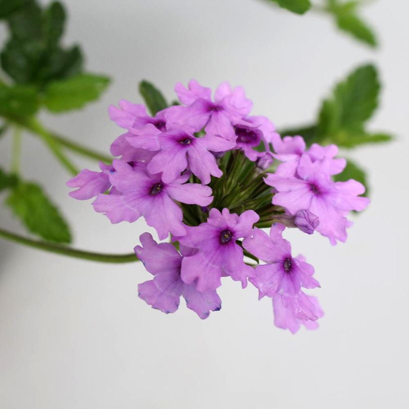 Glandularia hybrida Seabrook's Lavender (Floración)