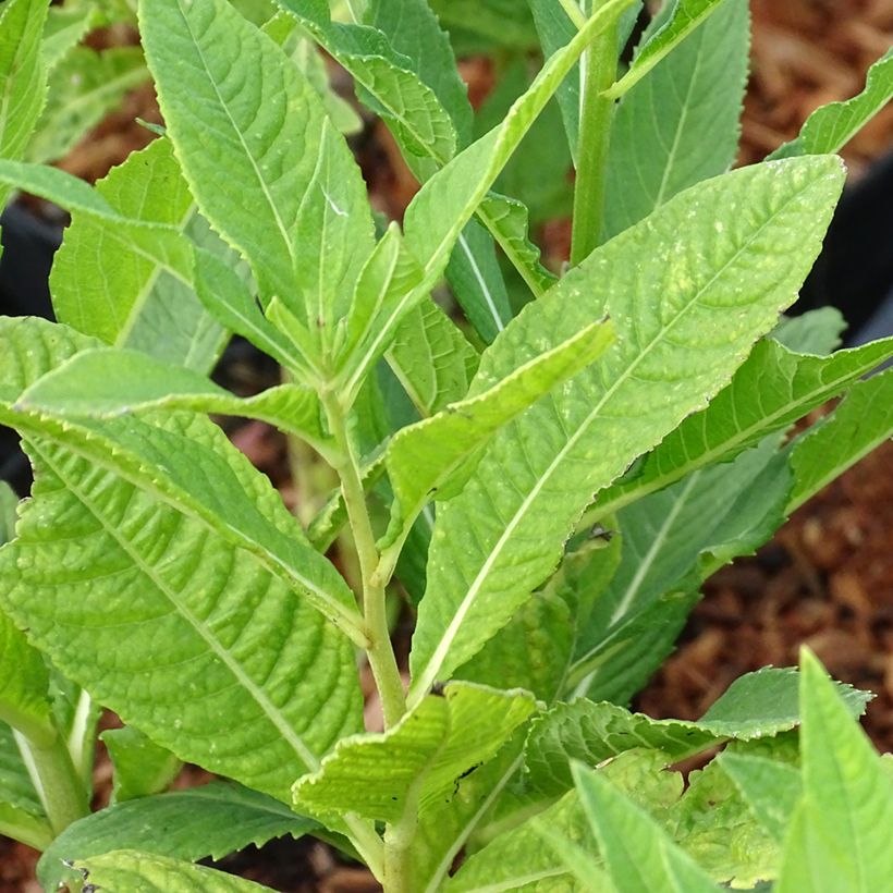 Vernonia noveboracensis White Lightning (Follaje)