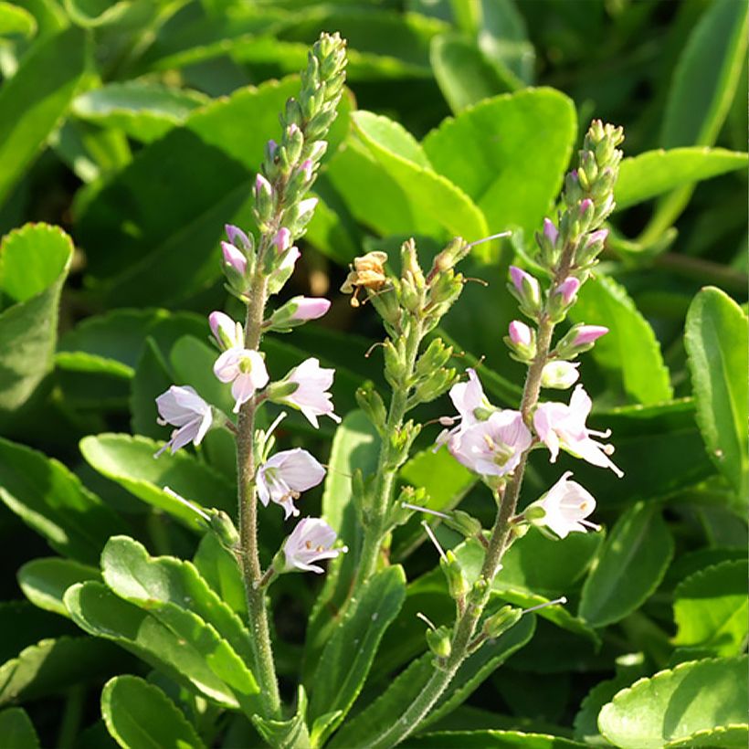 Veronica Kentish Pink (Floración)