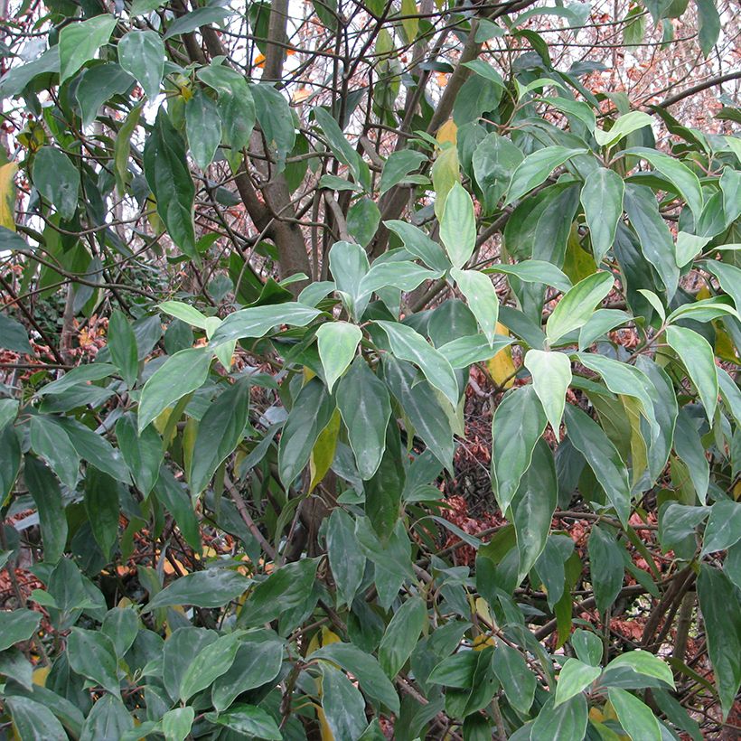 Viburnum cylindricum - Viorne à fleurs tubulaires (Follaje)