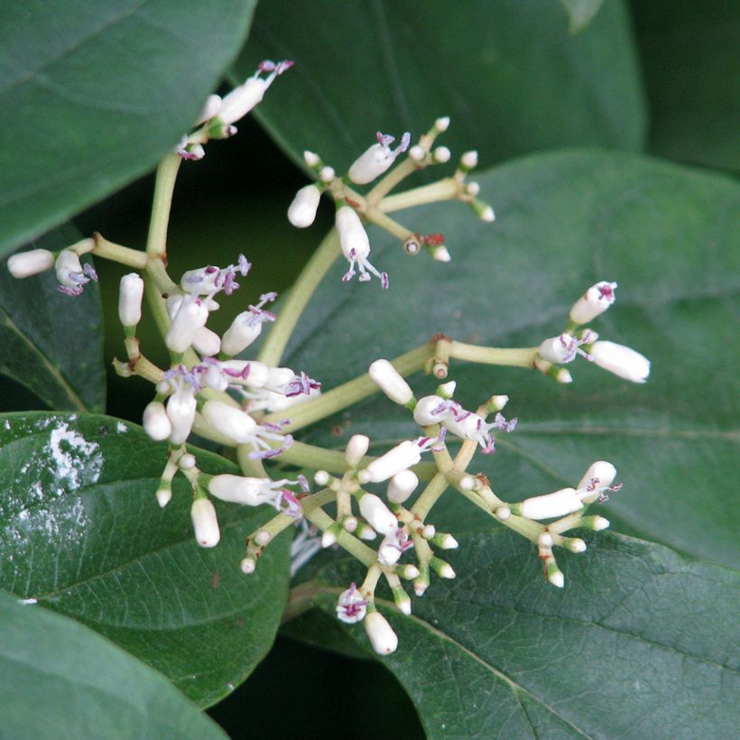 Viburnum cylindricum - Viorne à fleurs tubulaires (Floración)