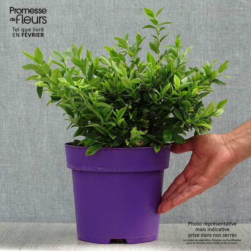 Ejemplar de Vaccinium Tophat - myrtillier d'Amérique Pot de 4L/5L entregado en otoño