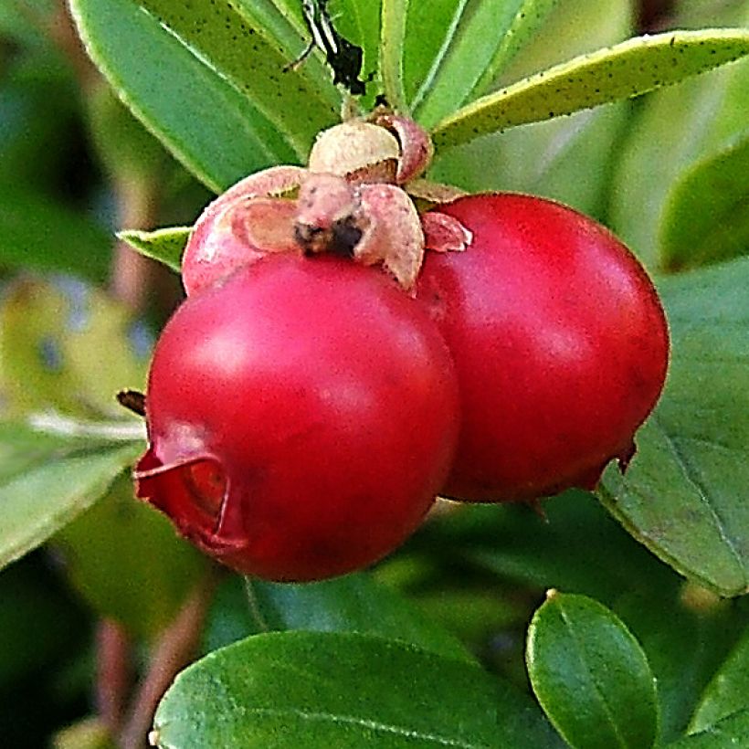 Arándano rojo grande - Vaccinium macrocarpon (Cosecha)