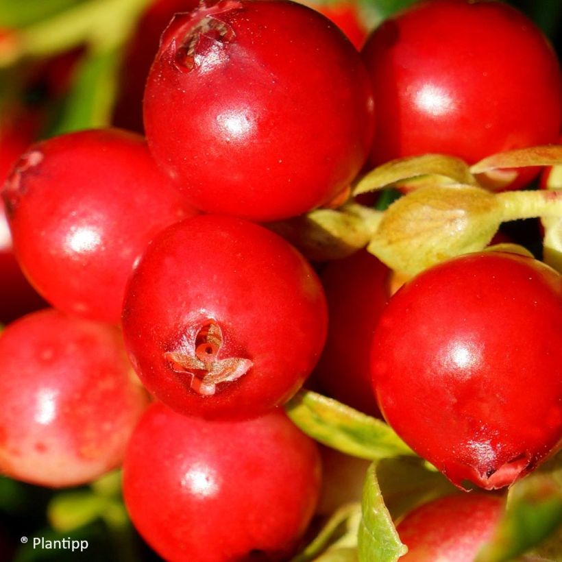 Arándano rojo FIREBALLS (Cosecha)