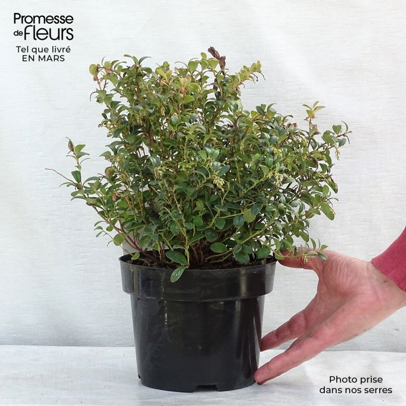 Vaccinium vitis-idaea Fireballs Pot de 2L/3L Ejemplar entregado en invierno