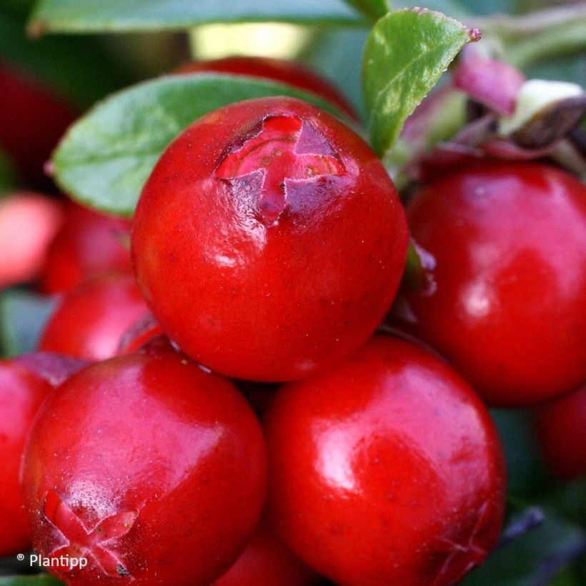 Arándano rojo Miss Cherry (Cosecha)