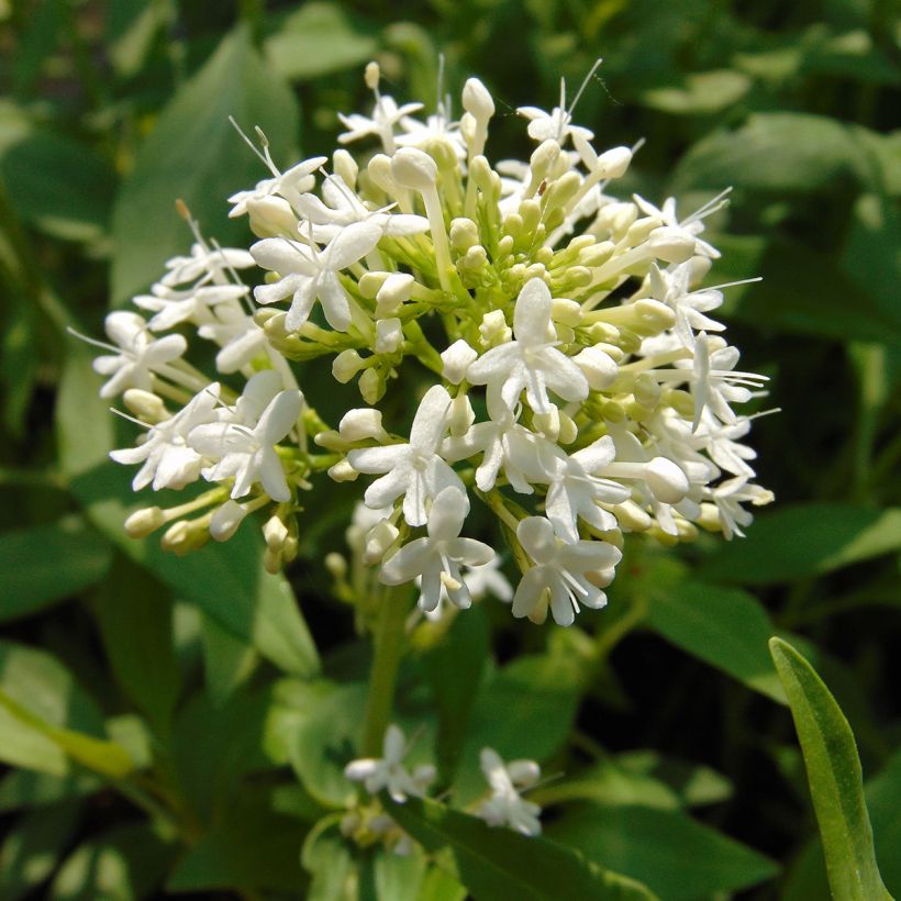 Centranthus ruber Albus - Hierba de San Jorge (Floración)