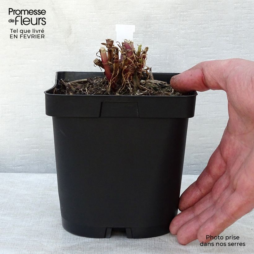 Valériane des jardins - Centranthus ruber en pot de 2/3 litres Ejemplar entregado en invierno