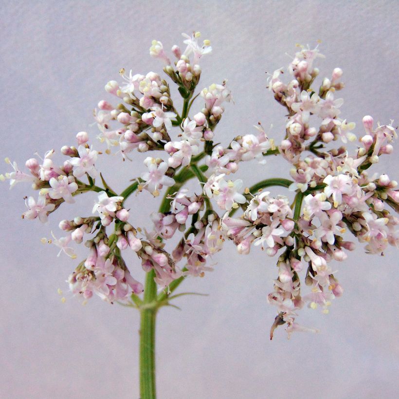 Valeriana común - Valeriana officinalis (Floración)