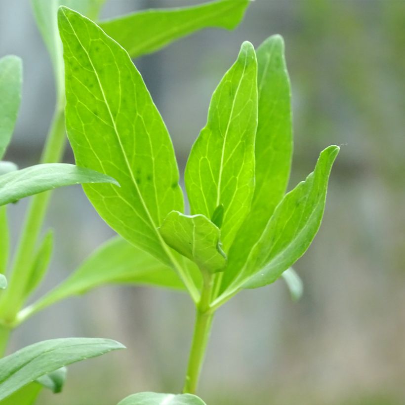 Centranthus ruber Coccineus - Hierba de San Jorge (Follaje)