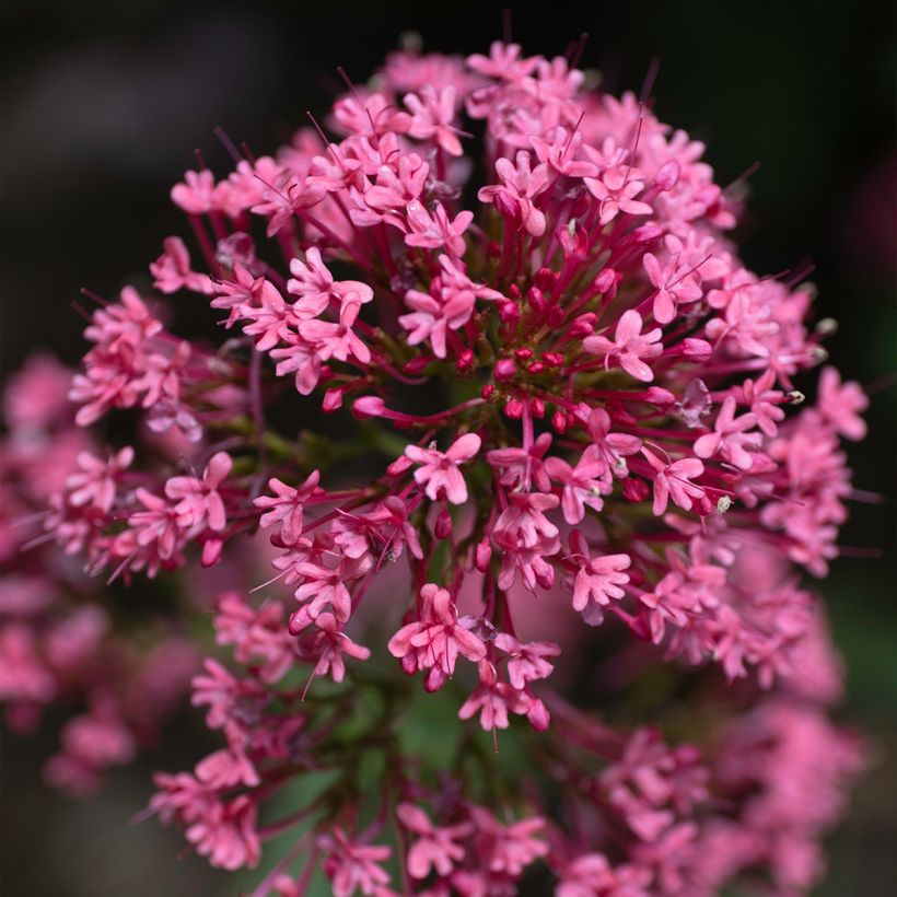 Centranthus ruber Coccineus - Hierba de San Jorge (Floración)