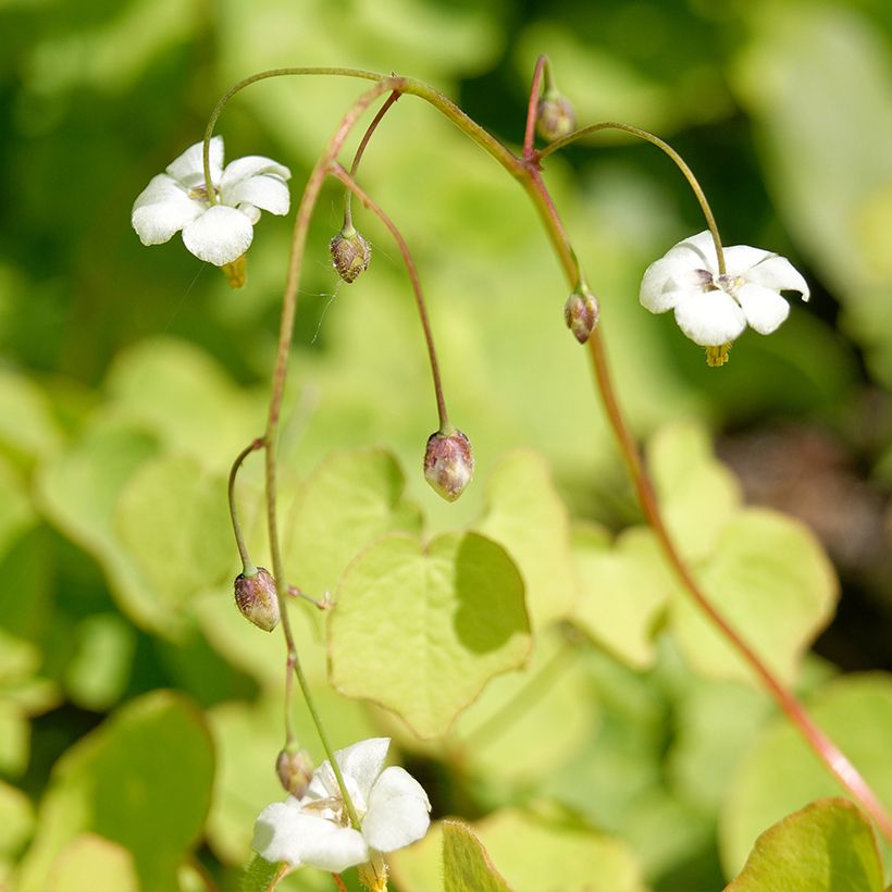 Vancouveria hexandra (Floración)