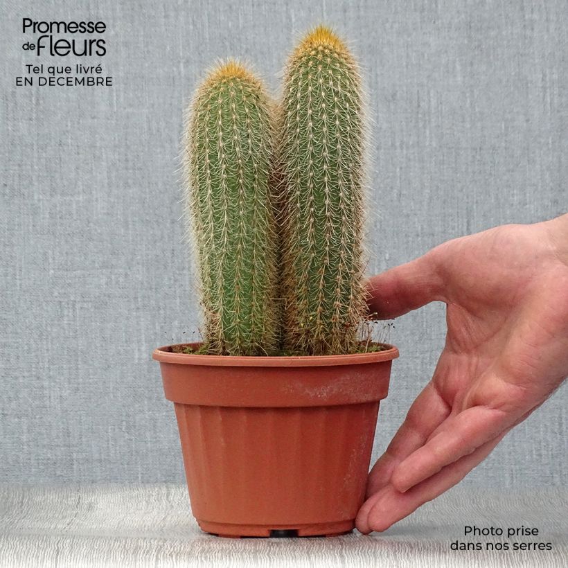 Vatricania guentheri - Cactus cierge Pot de 13 cm Ejemplar entregado en invierno