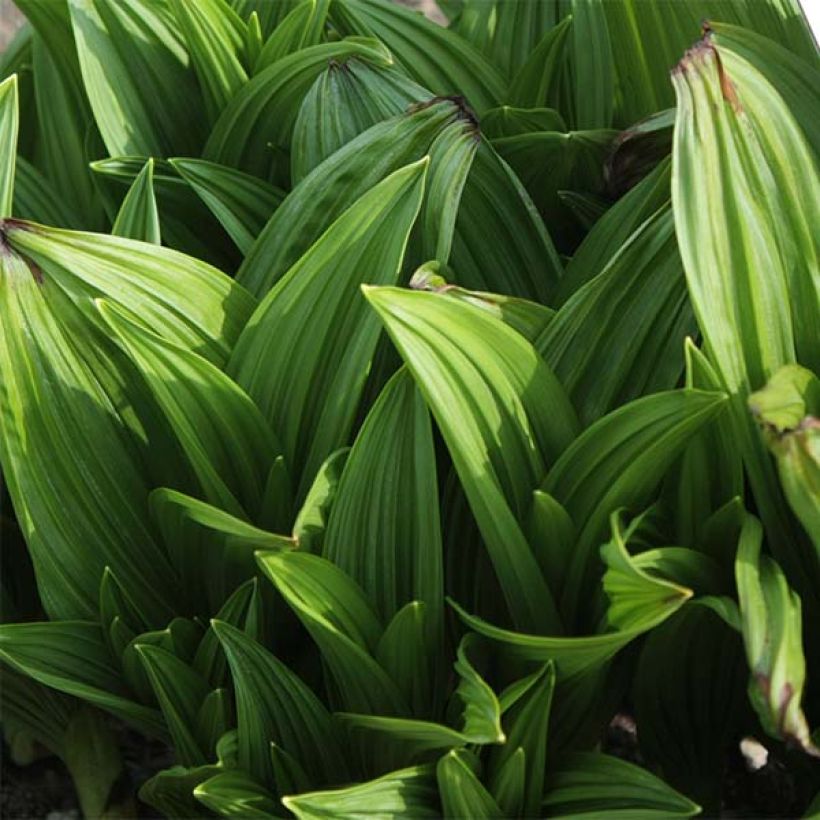 Veratrum nigrum (Follaje)