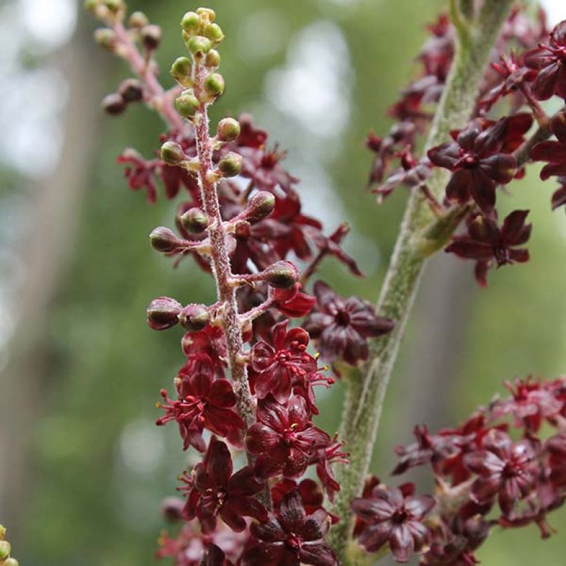 Veratrum nigrum (Floración)