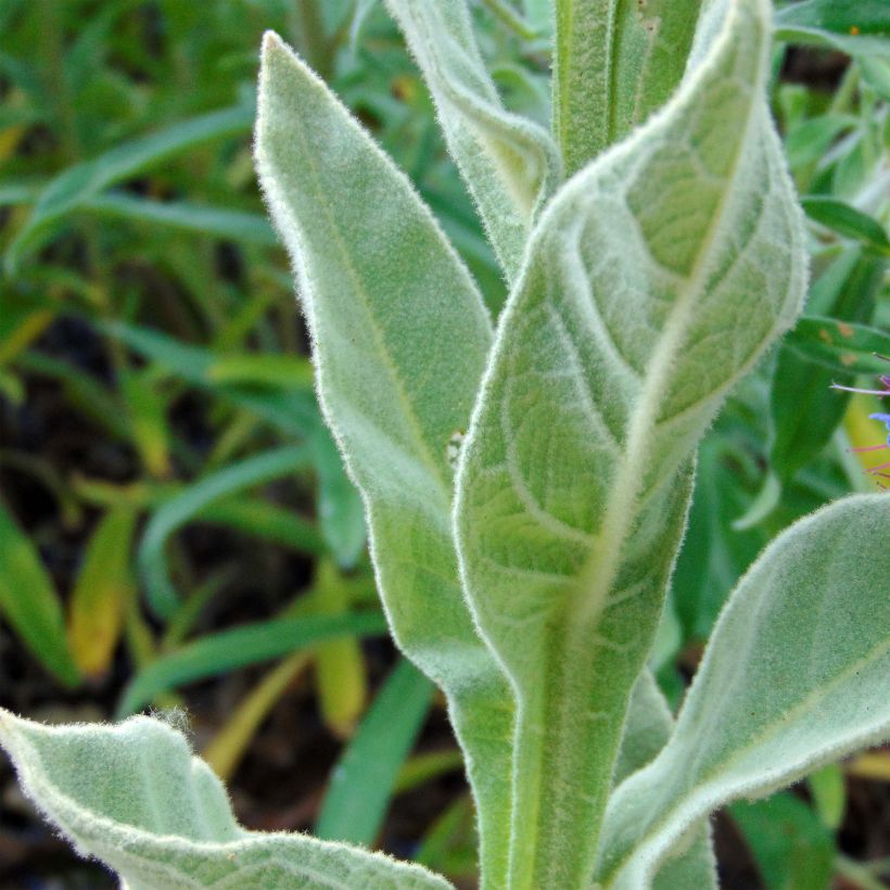 Verbascum thapsus - Gordolobo (Follaje)