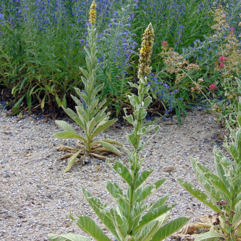 Verbascum thapsus - Gordolobo (Porte)