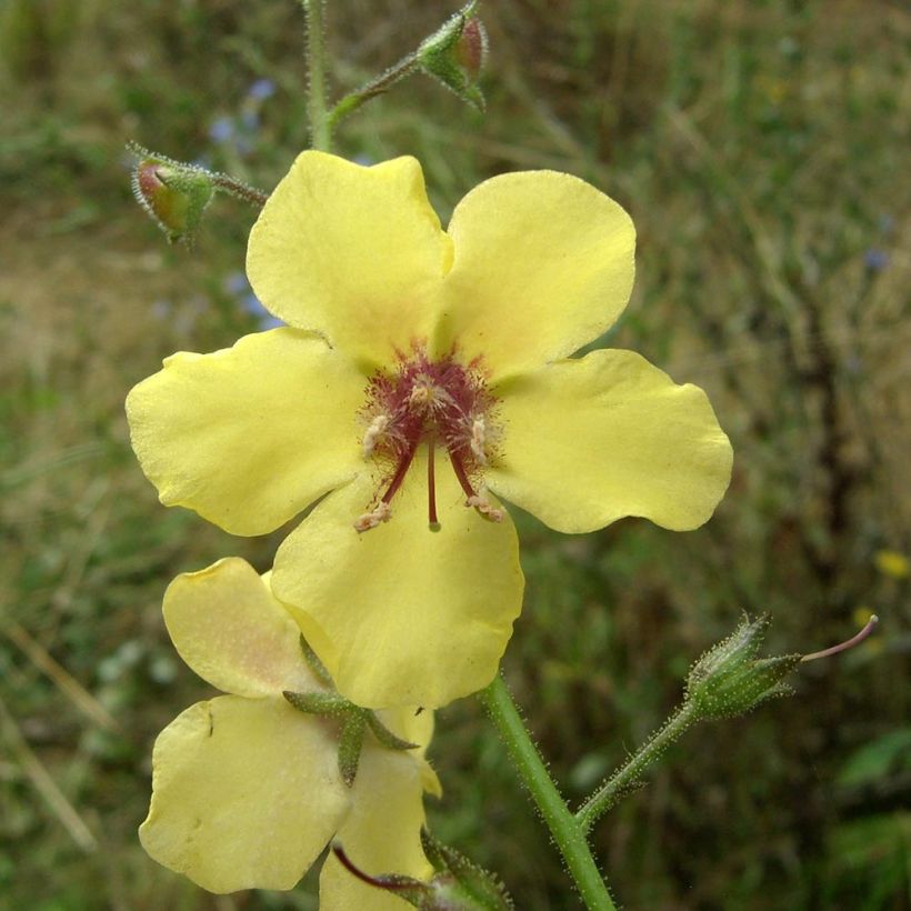 Verbascum Gainsborough (Floración)