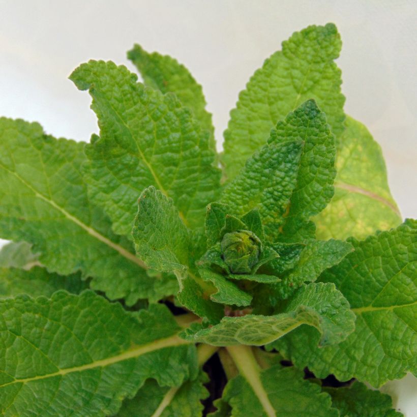 Verbascum Cotswold Queen (Follaje)