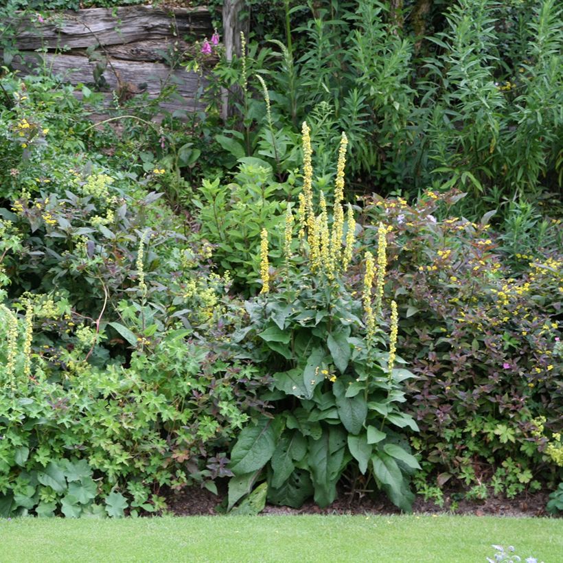 Verbascum Cotswold Queen (Porte)