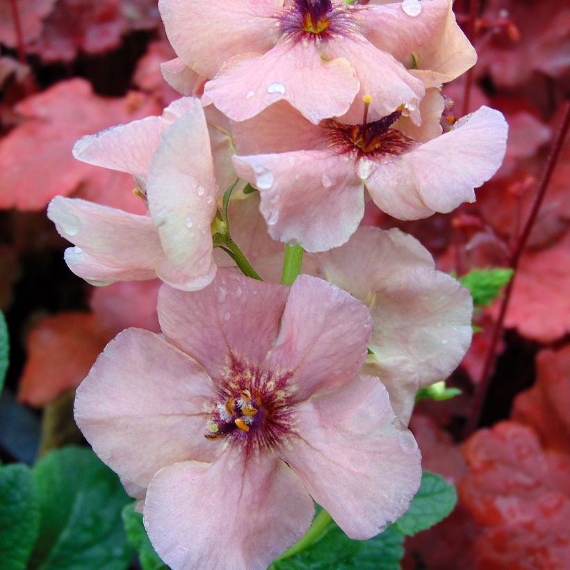 Verbascum Jackie (Floración)