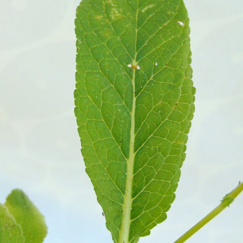 Verbascum Rosie (Follaje)