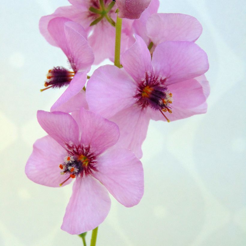 Verbascum Rosie (Floración)