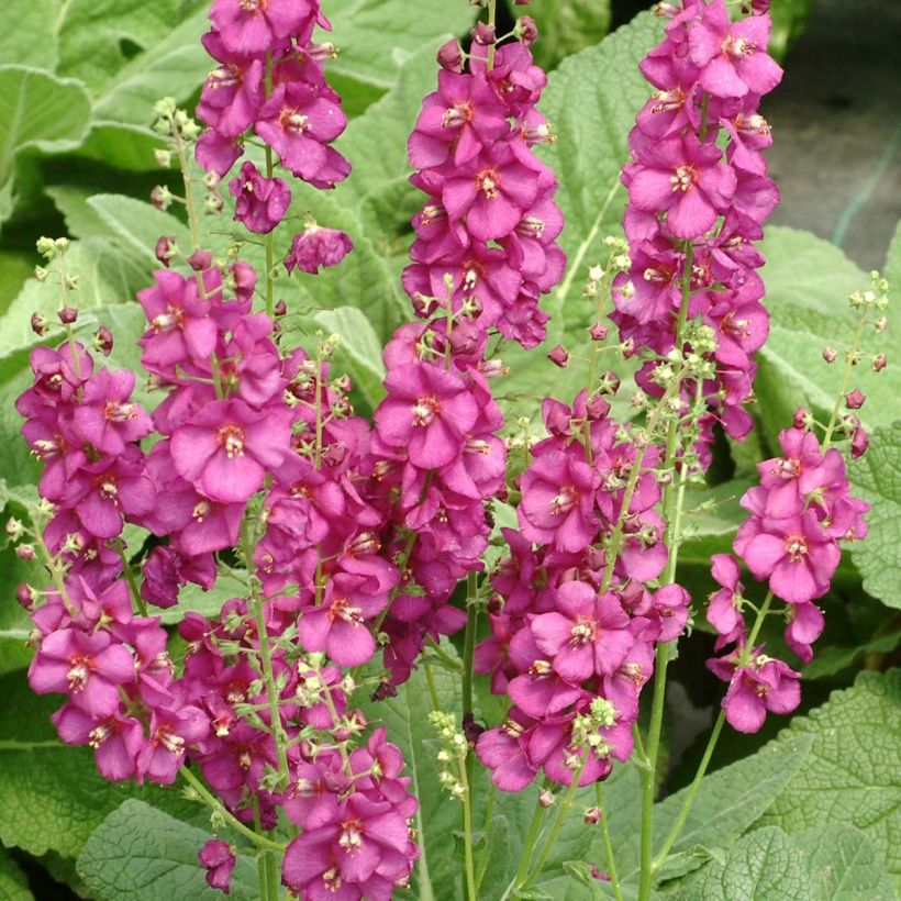 Verbascum Royalty (Floración)