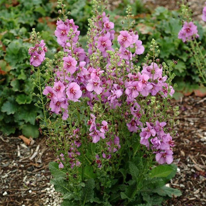 Verbascum Sugar Plum (Porte)