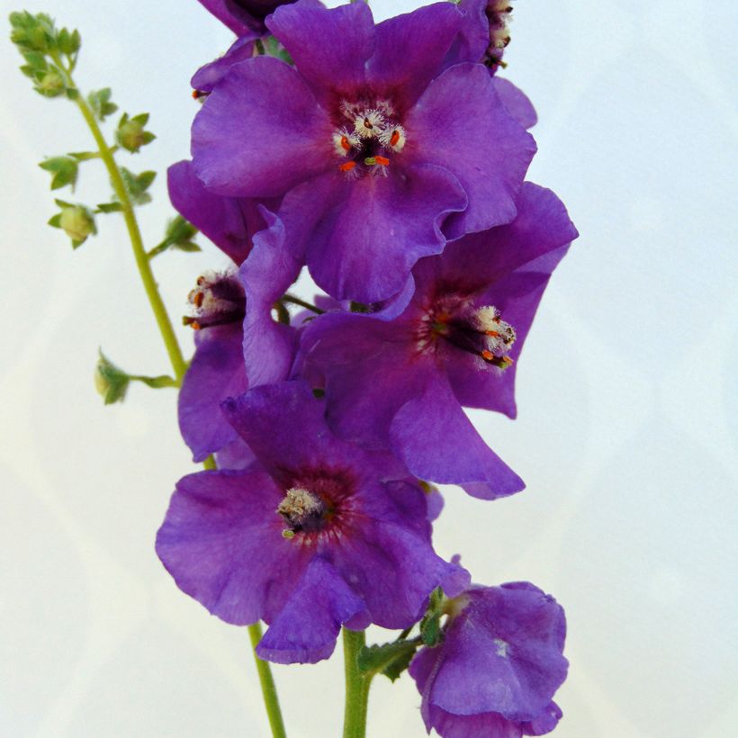 Verbascum Sugar Plum (Floración)