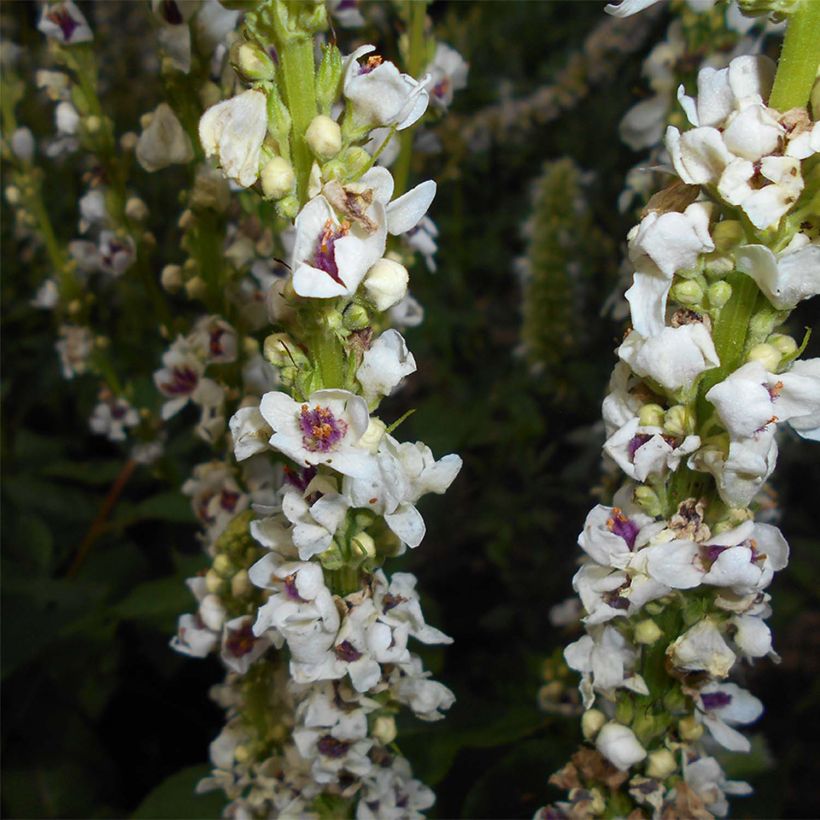 Verbascum chaixii Album (Floración)