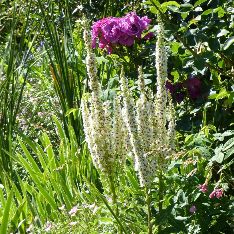 Verbascum chaixii Album (Porte)