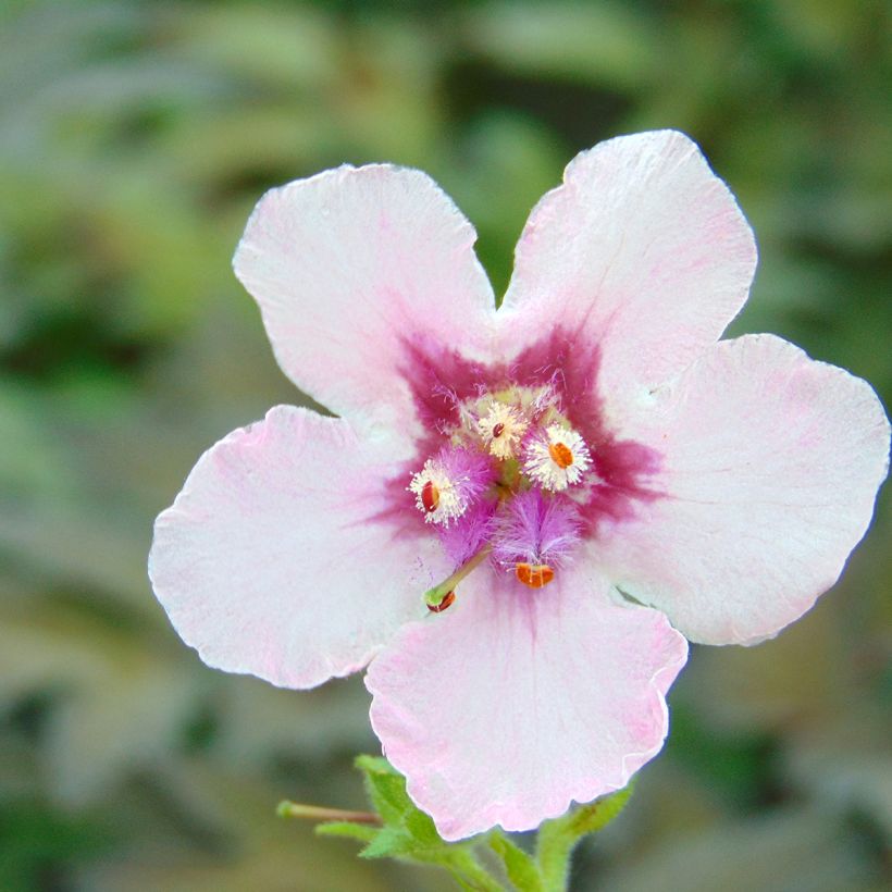 Verbascum Pink Domino (Floración)