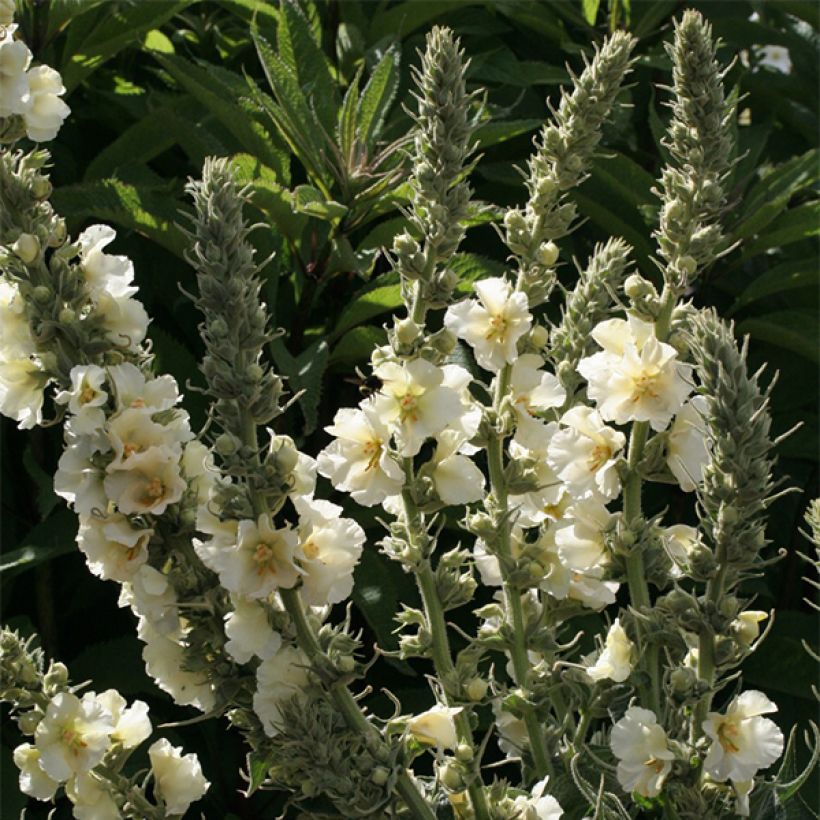 Verbascum phlomoides Spica (Floración)