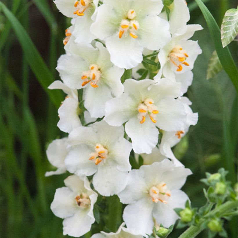 Verbascum phoeniceum Flush of White (Floración)